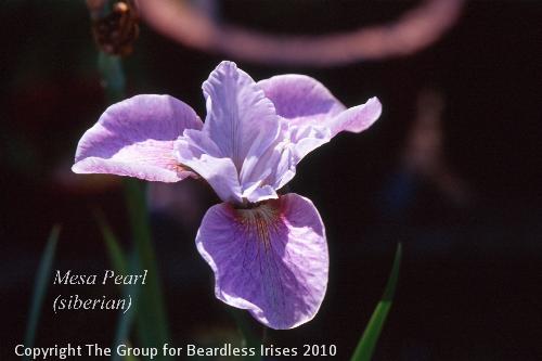 Mesa Pearl
